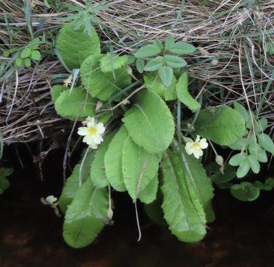 Primula vulgaris, photographed by Anne Thomson