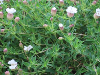 Silene uniflora, photographed by Anne Thomson