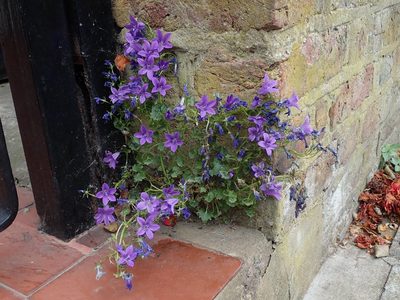 Campanula portenschlagiana, photographed by Daniel Cahen
