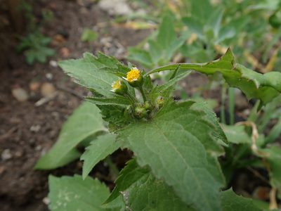 Galinsoga quadriradiata, photographed by Daniel Cahen