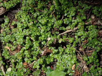 Soleirolia soleirolii, photographed by Daniel Cahen