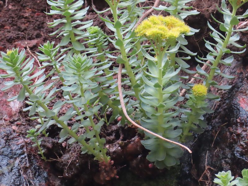 Rhodiola rosea, photographed by Anne Thomson