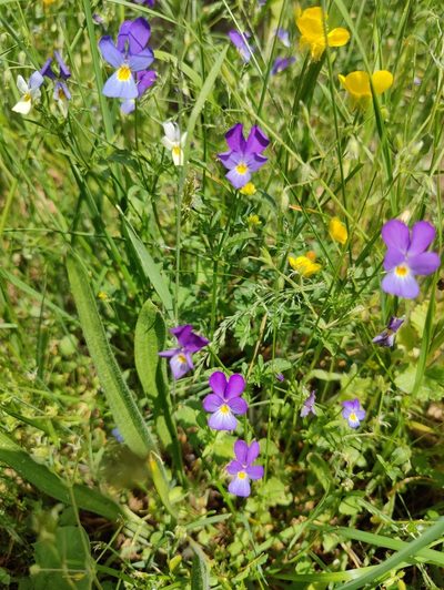 Viola dacica, photographed by Nicola Faulks