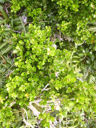 Buxus liukiuensis, photographed by 胡正恆(Jackson Hu)