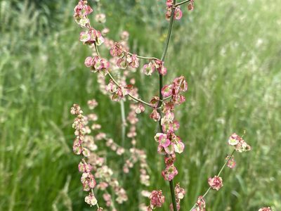 Rumex acetosa, photographed by David Lazarus