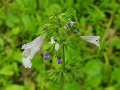 Salvia lyrata, photographed by Tom Field
