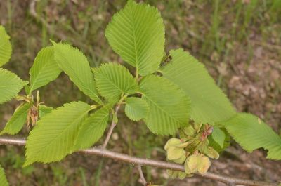 Ulmus laevis, photographed by Eugene Popov