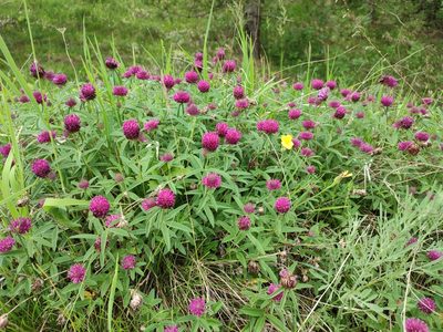 Trifolium alpestre, photographed by xulescu_g