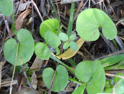 Dichondra carolinensis, photographed by saltyhiker