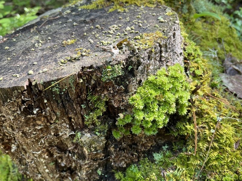 Rhodobryum ontariense, photographed by Jill DeVito, PhD