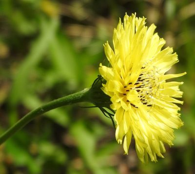 Pyrrhopappus carolinianus, photographed by saltyhiker
