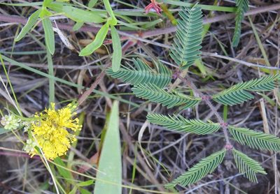 Neptunia lutea, photographed by saltyhiker