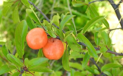 Prunus angustifolia