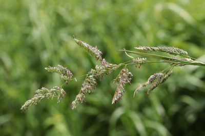 Phalaris arundinacea, photographed by Björn Sothmann