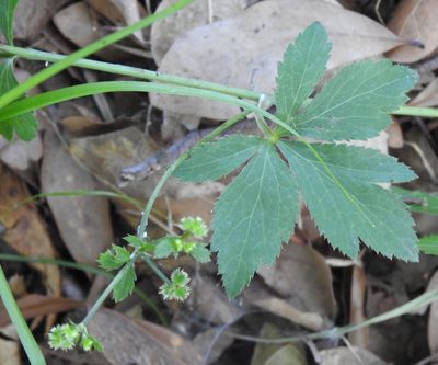Sanicula canadensis, photographed by saltyhiker