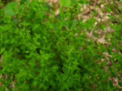 Hypericum pulchrum, photographed by Ben Thomas