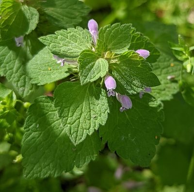 Lamium purpureum, photographed by Alan Prather