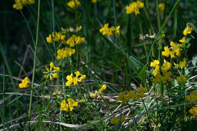Hippocrepis comosa, photographed by saydelah