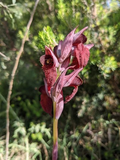 Serapias cordigera, photographed by Jamie Carter