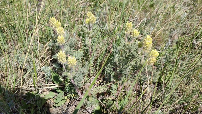 Oxytropis pilosa, photographed by Svyatoslav Knyazev