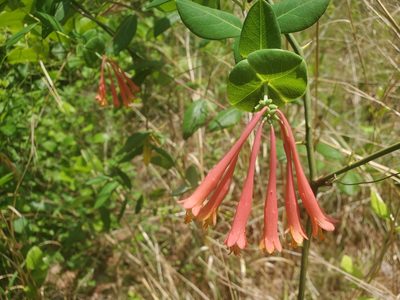 Lonicera sempervirens, photographed by Tom Field