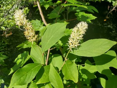 Itea virginica, photographed by Tom Field