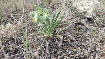 Onosma simplicissima, photographed by Svyatoslav Knyazev