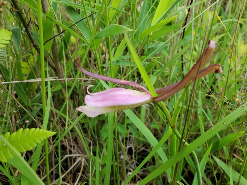 Cleistesiopsis divaricata, photographed by Tom Field