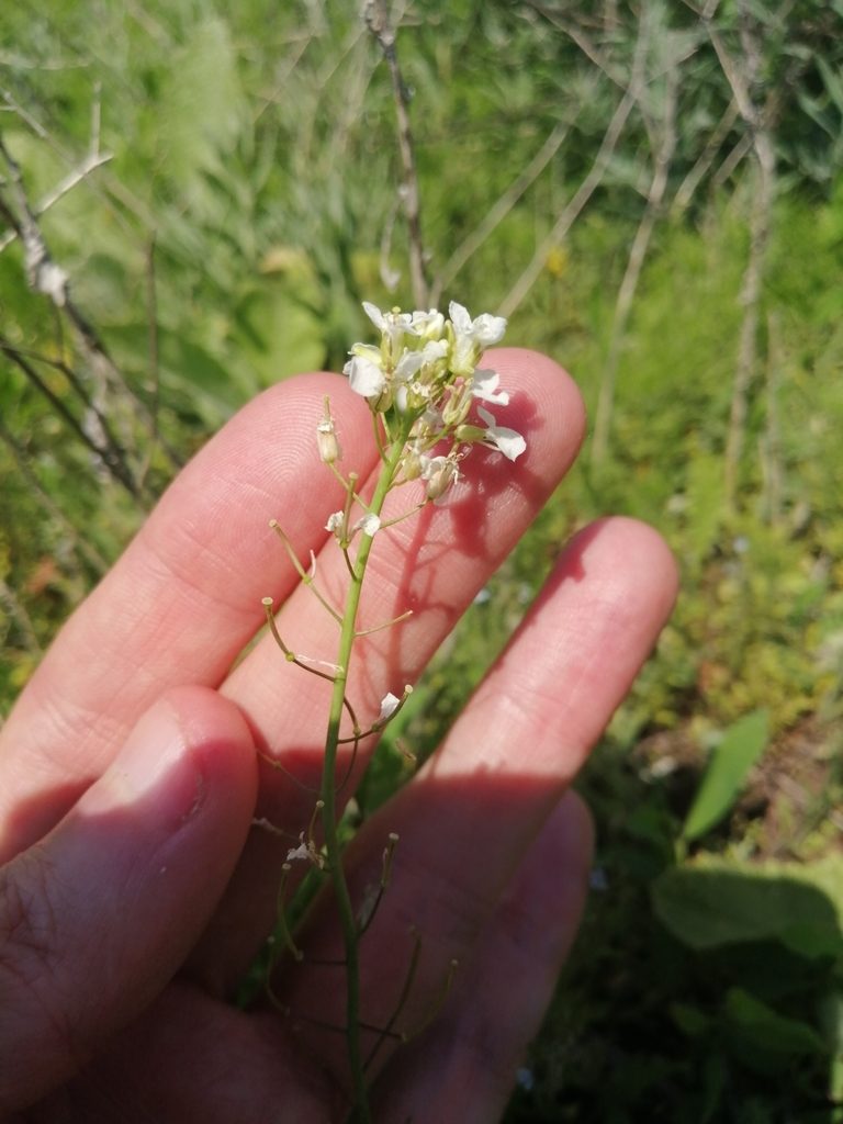 Pseudoarabidopsis toxophylla, photographed by Michael Kozlov