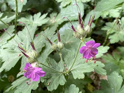 Geranium macrorrhizum, photographed by Enrico Tomschke