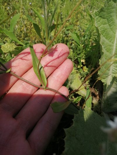 Pseudoarabidopsis toxophylla, photographed by Michael Kozlov