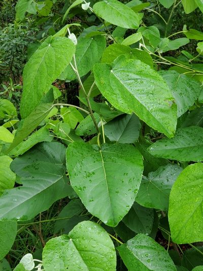 Populus heterophylla, photographed by Tom Field