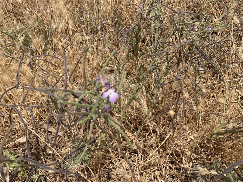 Matthiola tricuspidata, photographed by pavlaki1968