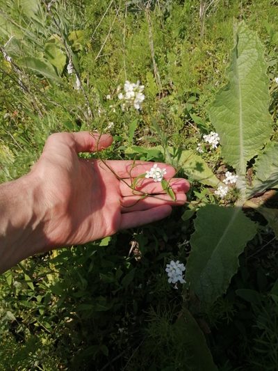 Pseudoarabidopsis toxophylla, photographed by Michael Kozlov