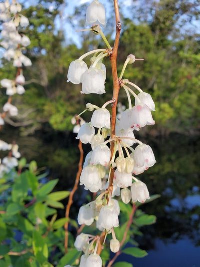 Zenobia pulverulenta, photographed by Tom Field