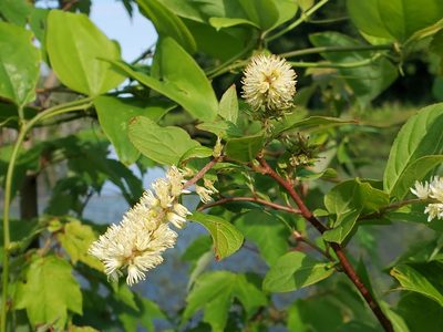 Itea virginica, photographed by Tom Field