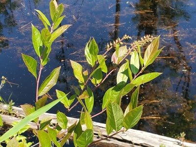 Itea virginica, photographed by Tom Field