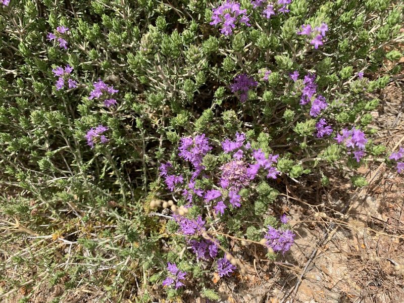 Thymbra capitata, photographed by pavlaki1968