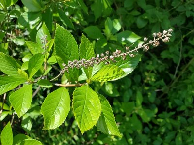 Clethra alnifolia, photographed by Tom Field