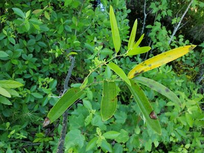 Smilax laurifolia, photographed by Tom Field