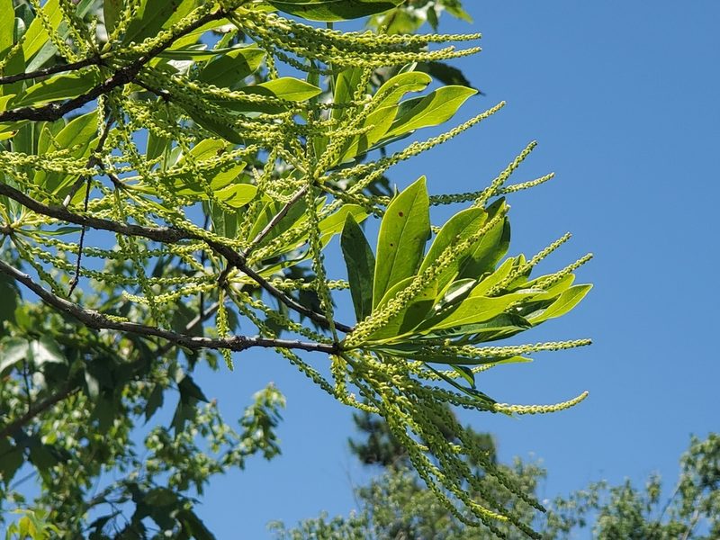 Cyrilla racemiflora, photographed by Tom Field