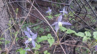 Clematis occidentalis, photographed by Robin Holm
