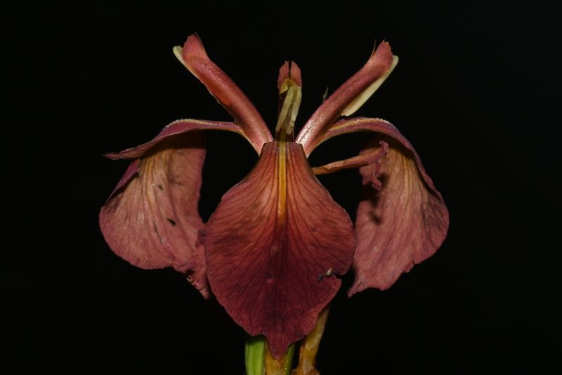 Iris fulva, photographed by Brian Finzel