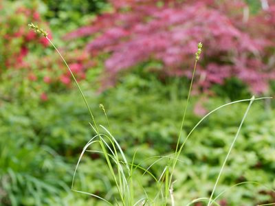 Carex spicata, photographed by Wolfgang Jauch