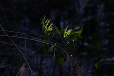 Cicuta virosa, photographed by Нурхайдарова Татьяна