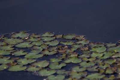 Nymphoides peltata, photographed by Нурхайдарова Татьяна