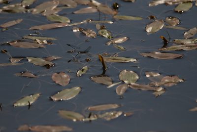 Potamogeton natans, photographed by Нурхайдарова Татьяна