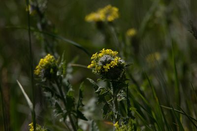 Sisymbrium loeselii, photographed by Нурхайдарова Татьяна