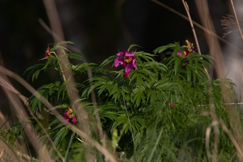 Paeonia anomala, photographed by Нурхайдарова Татьяна