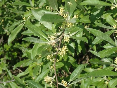 Elaeagnus umbellata, photographed by John Baur